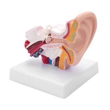 ABHU в 1,5 Раза Больше Анатомической Модели Человеческого Уха, Показывающей Строение Органов Центрального И Наружного Ушей Учебные Пособия